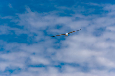 Low angle view of bird flying in sky