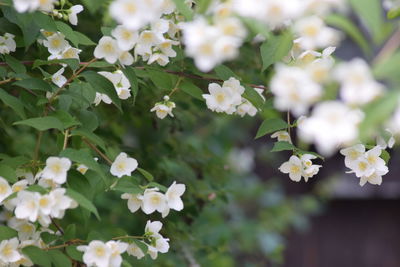 Close-up of white flowers