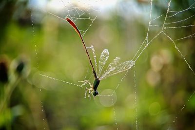 Close-up of spider on web