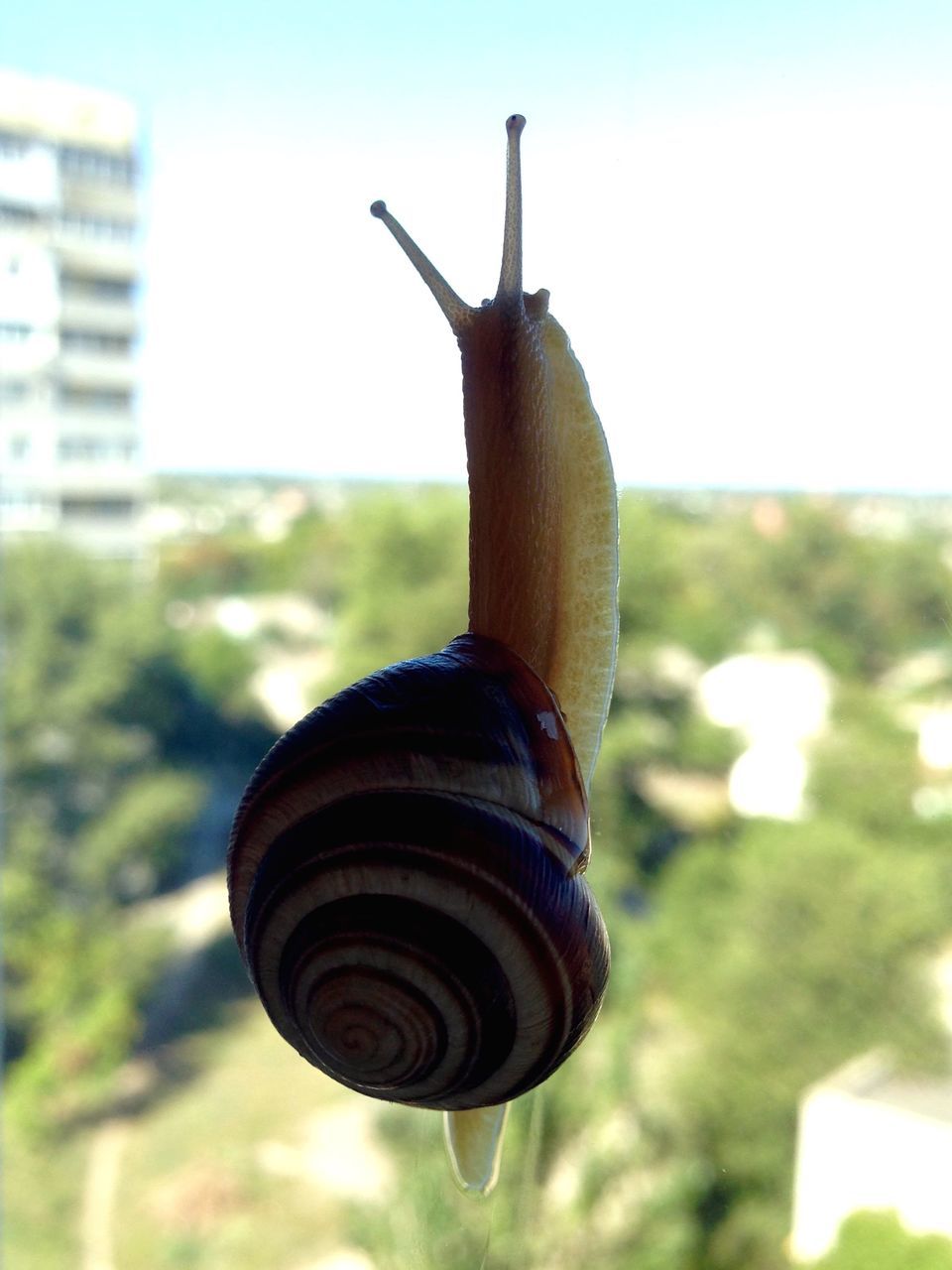 snail, one animal, focus on foreground, animal themes, gastropod, close-up, day, no people, outdoors, nature, fragility