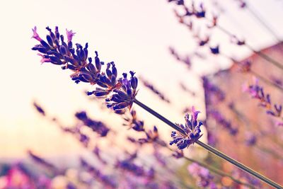 Close-up of purple flowering plant