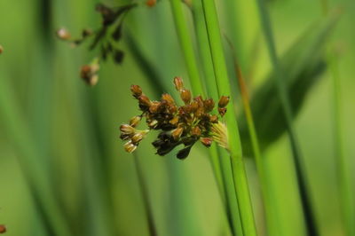 Close-up of flowering plant