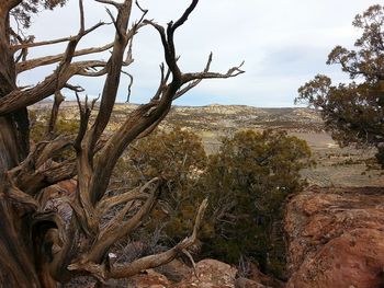 Bare trees on landscape