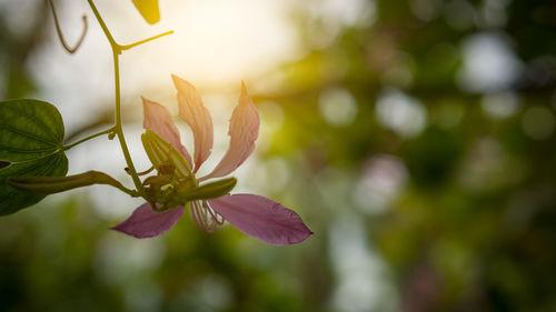 Close-up of flowering plant