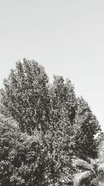 Low angle view of trees against clear sky