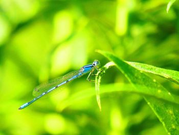 Close-up of insect on leaf