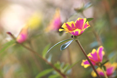 Close-up of pink flowering plant