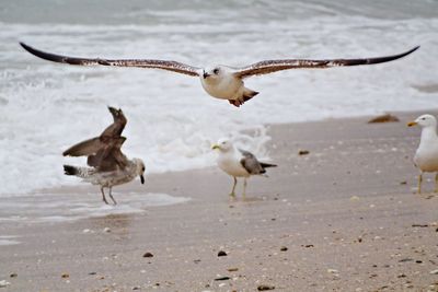 Seagulls flying over beach