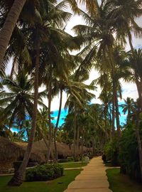 Footpath leading towards palm trees