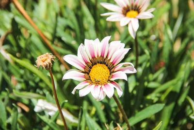 Close-up of flowers blooming outdoors