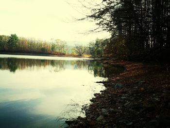 Reflection of trees in calm lake