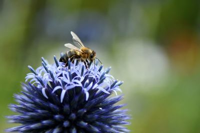 Close-up of honey bee pollinating on purple flower