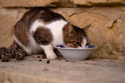 Cat on floor