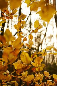 Close-up of leaves on twig