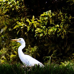 Bird perching on a tree