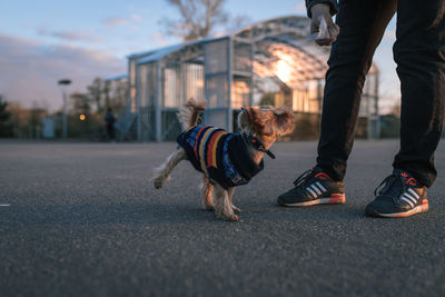 Low section of person with dog on street