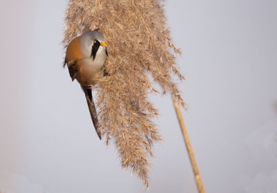 Low angle view of bird perching against sky
