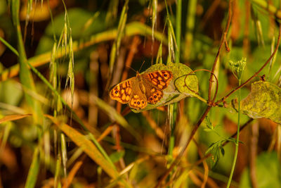 Close-up of butterfly pollinating flower