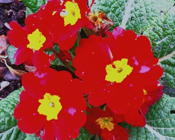 Close-up of red flowers