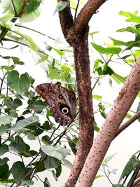 Close-up of butterfly perching on tree