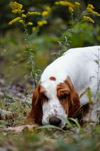 View of a dog relaxing on field