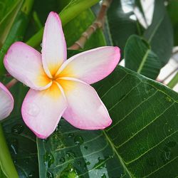 Close-up of frangipani blooming outdoors