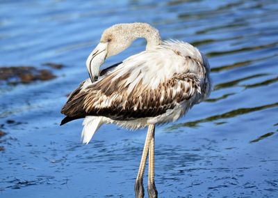 Close-up of duck on lake