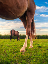 Horse grazing on field