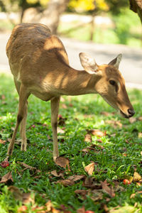 Deer standing on field