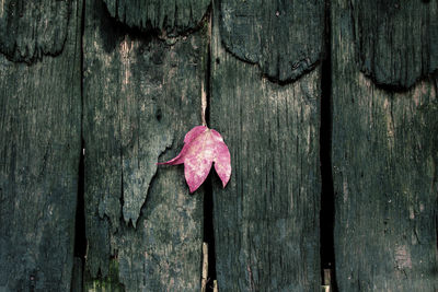 Close-up of dry leaf on wooden plank