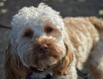 Close-up of dog