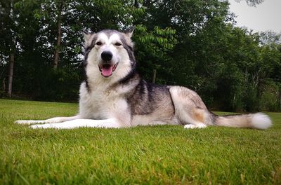 Portrait of dog on grass