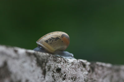 Close-up of snail on rock