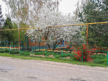 Empty road by fence against trees