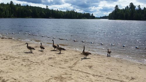 Flock of birds on beach