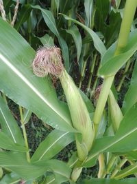 Close-up of fresh green plant