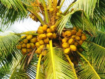 Close-up of fruit hanging on tree