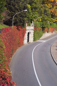 Road by trees in city