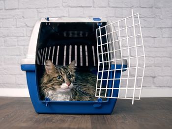 Close-up of cat sitting in cage