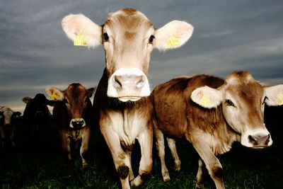 Cows walking on grassy field against cloudy sky