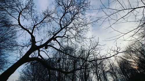 Low angle view of silhouette tree against sky