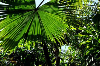 Close-up of palm tree leaves in forest