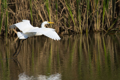 Close-up of bird flying over lake