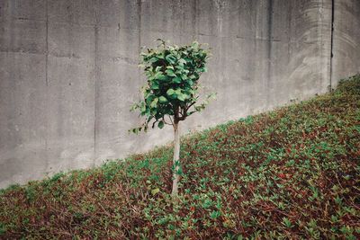Plant growing on field against wall