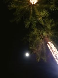 Low angle view of palm tree at night