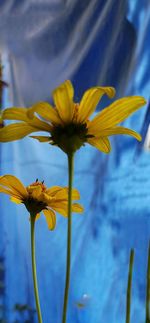 Close-up of yellow flowering plant