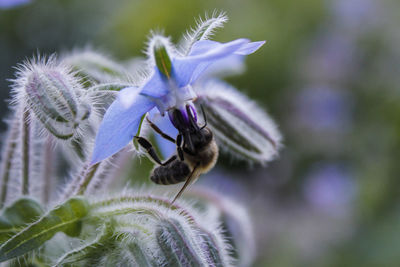 Close-up of honey bee on thistle