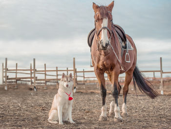 Horses on field