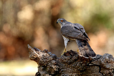 Close-up of bird perching on wood