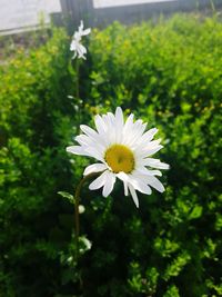 Close-up of white flower blooming outdoors